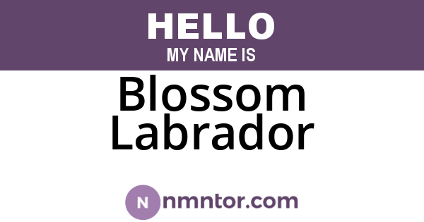 Blossom Labrador