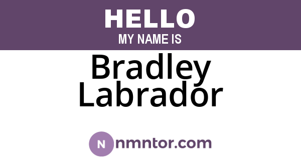 Bradley Labrador