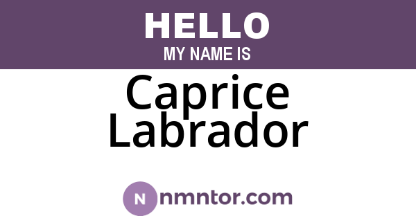 Caprice Labrador