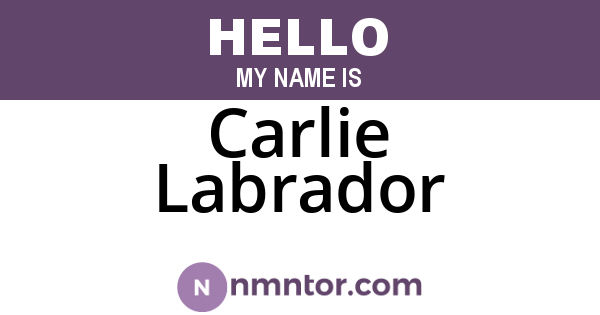 Carlie Labrador