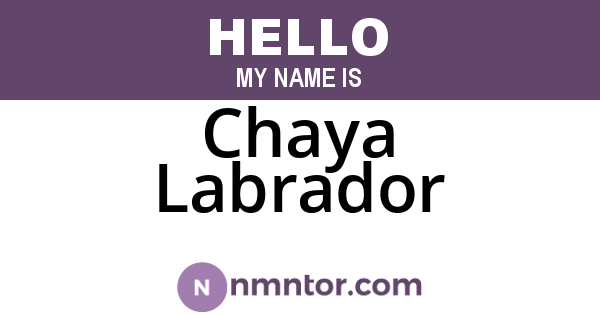 Chaya Labrador