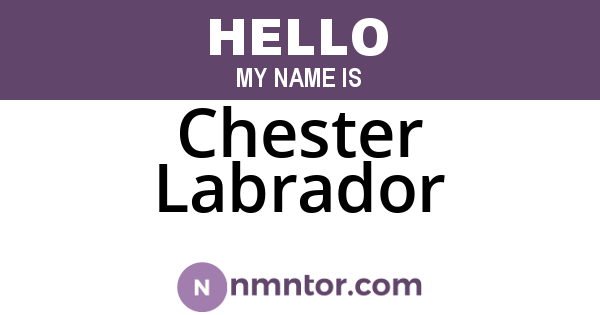 Chester Labrador