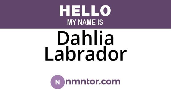 Dahlia Labrador
