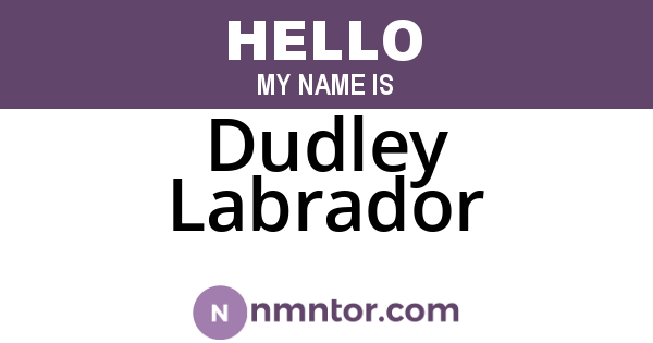 Dudley Labrador