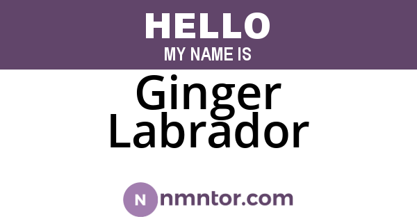 Ginger Labrador