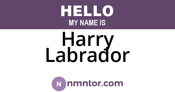 Harry Labrador