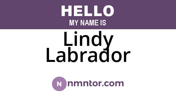 Lindy Labrador