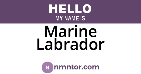 Marine Labrador
