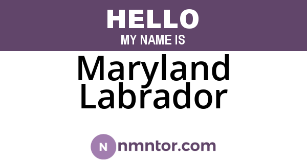 Maryland Labrador