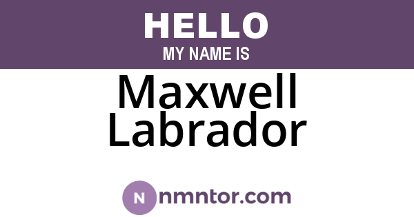 Maxwell Labrador
