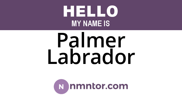 Palmer Labrador