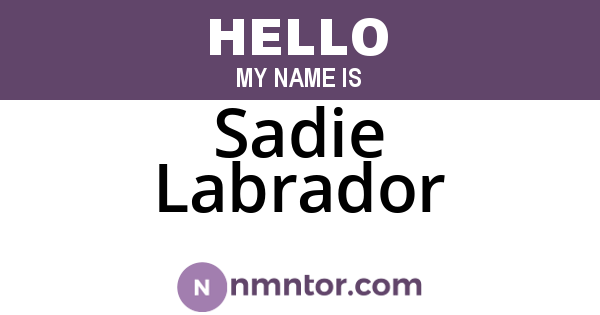 Sadie Labrador