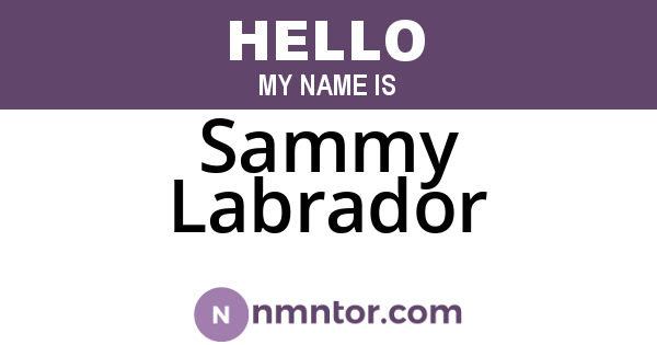 Sammy Labrador