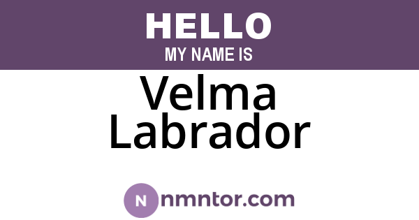 Velma Labrador