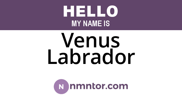 Venus Labrador